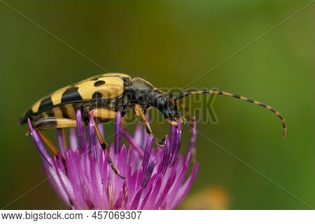 Closeup On A Spotted Longhorn Beetke, Rutpela Maculata Sitting On A Purple Thistle Flower In The Fie