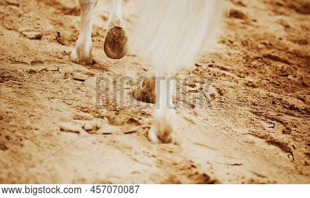 A Beautiful White Elegant Horse With A Long Tail Steps With Unshod Hooves On A Sandy Arena. Equestri