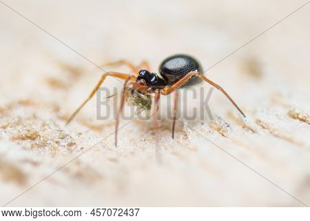 Spider (erigone, Erigoninae, Linyphiidae, Araneomorphae) With Prey, Wildlife, Macro Photography