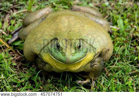 Straight View Of Giant African Bullfrog On Grass.