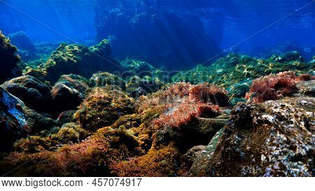 Underwater Photo Of Algea And Plants. From A Scuba Dive In The Atlantic Ocean.