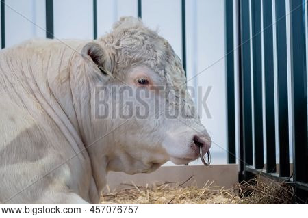 Portrait Of Large White Charolais Or Charolaise Bull Lying On Ground At Agricultural Animal Exhibiti