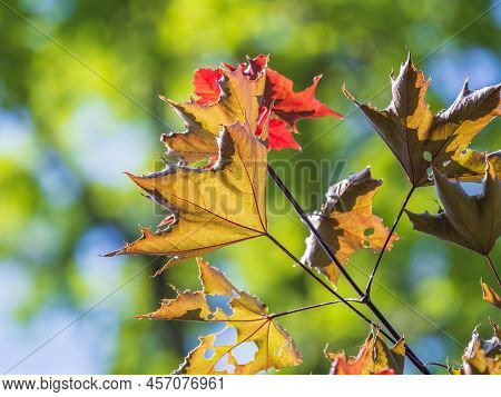 Tree Branch With Dark Red Leaves, Acer Platanoides, The Norway Maple Crimson King. Red Maple Acutifo