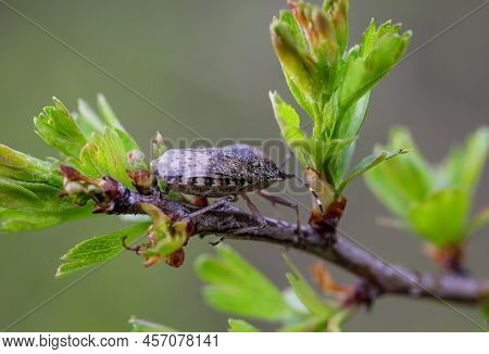 Close Up Of A Gray Garden Bug, Rhaphigaster Nebulosa On A Plant.