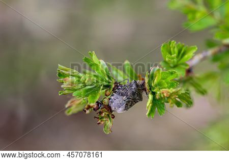 Close Up Of A Gray Garden Bug, Rhaphigaster Nebulosa On A Plant.