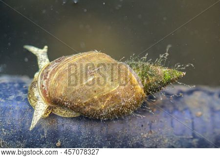 Pointed Mud Snails - Lymnaea Stagnalis In The Pond A Must.