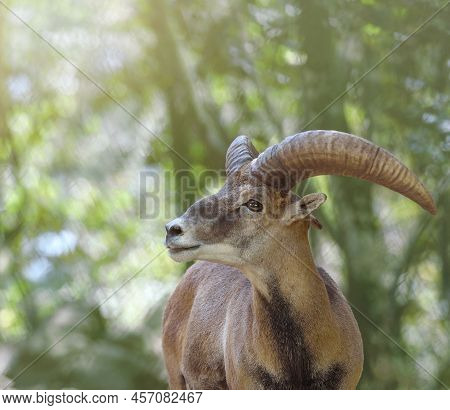 Male Cyprus Mouflon With Big Horns. Head Shot Close Up, Soft Background, Copy Space