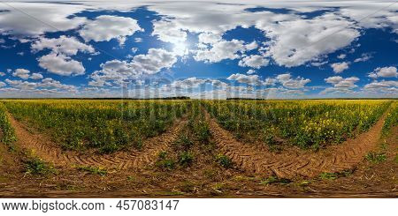 360 By 180 Seamless Degree Full Spherical Panorama Of Summer Day Blossomong Yellow Rapseed Colza Fie