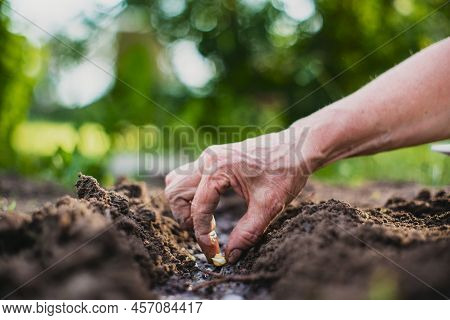 Planting Agricultural Seeds On A Bed In The Garden. Cultivated Land Close Up. Gardening Concept. Agr