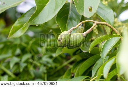 Close Up Shot Of Young Spondias Mombin Or Hog Plum Fruit On A Branch With Copy Space