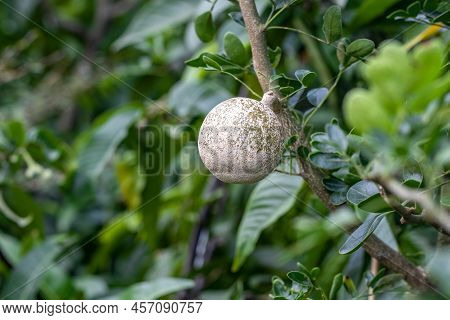 A Selectively Focused Wood Apple Or Limonia Acidissima Fruit Growing In The Garden With Copy Space