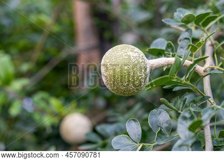Close Up Shot Of A Growing Wood Apple Or Limonia Acidissima Fruit In The Garden With Copy Space