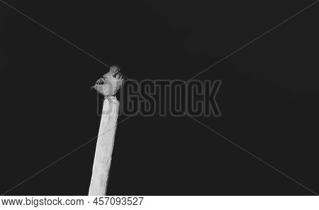 Common House Sparrow Perching On Top Of Dead Branch Isolated On Black