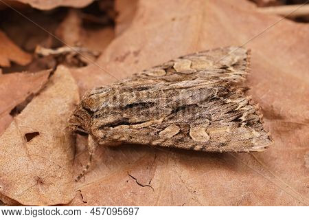 Detailed Closeup Macro On Dark Arches Moth, Apamea Monoglypha Sitting On A Dried Leaf On The Ground