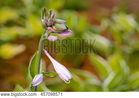 Funkia, Hosta Tratt, Lilac Flower, Golden Hour