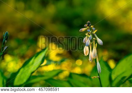 Funkia, Hosta Tratt, Lilac Flower, Golden Hour