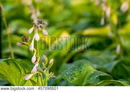 Funkia, Hosta Tratt, Lilac Flower, Golden Hour
