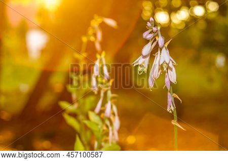Funkia, Hosta Tratt, Lilac Flower, Golden Hour