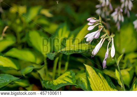 Funkia, Hosta Tratt, Lilac Flower, Golden Hour