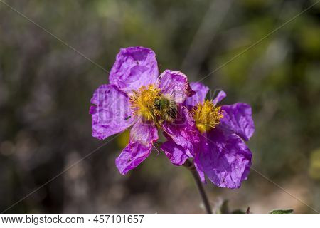 A Useful, Fragrant Shrub (cistus Creticus, Cistus Incanus) With Pink Flowers And Beetle (tropinota H