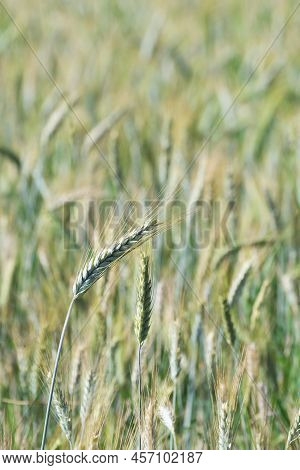 Maturing Rye Awns In The Rye Field. Agriculture, Farming, Food, Gmo And Beer Concepts.