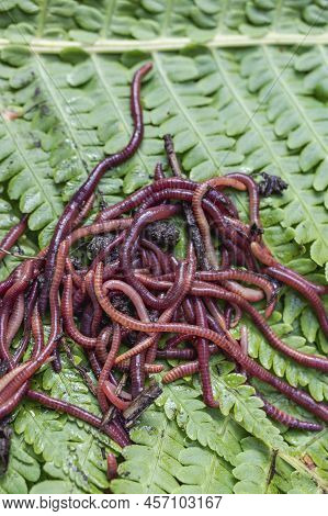 Breeding Red Worms Dendrobena. Fertile Soil. Natural Soil Improvement. Fishing Worms