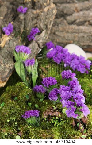 Blomster, træ bark og mos i skoven tæt op