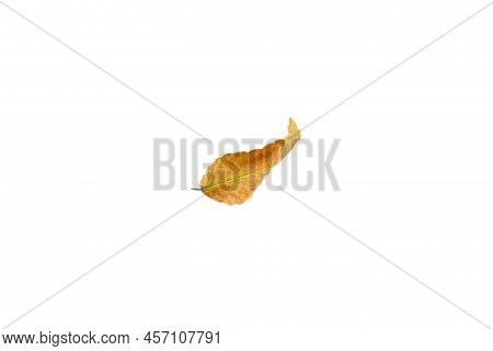 Autumn Dry Brown Leaf. Dried Leaves. Warm Colors Of Autumn Isolated Top View.