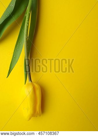 One Yellow Tulip For The Holiday, Background Image