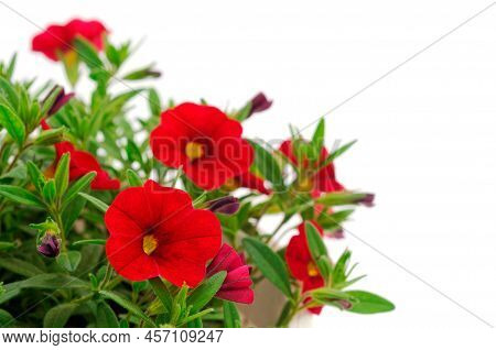 Red Calibrachoa Flowers Isolated On  White Background.