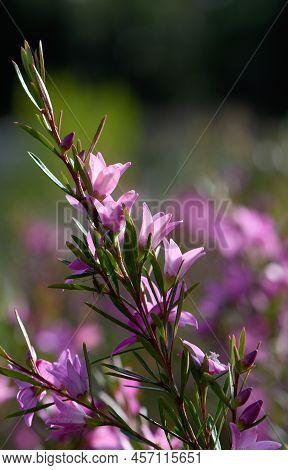 Backlit Pink Star Shaped Flowers And Buds Of The Australian Native Waxflower Crowea Exalata, Family 