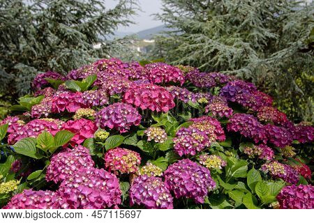 Purple Hydrangea Macrophylla Flowers On The Garden Blurred Background. Hortensia Flowering Plant.