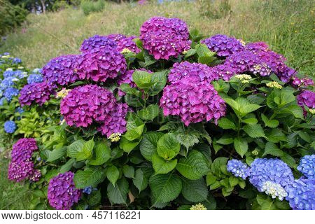 Purple Hydrangea Macrophylla Flowers On The Blurred Background. Hortensia Flowering Plant.