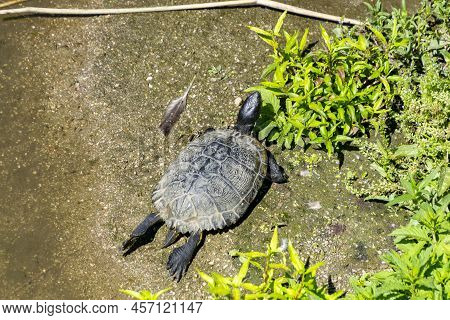 Tortoise. Black Colored Tortoise Lying On The Sand Next To The Manzanares River Bank In The Madrid R