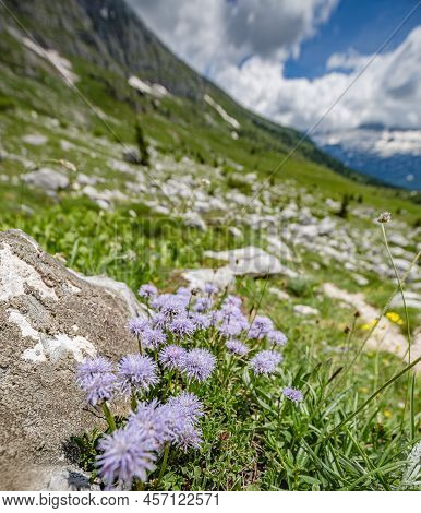 Beautiful Nature. Mountain Hiking Trail Road With Beautiful Violet Flowers. Italy Malga Montasio For