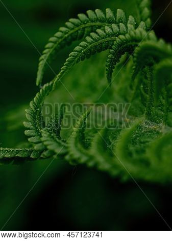 Macro Photo Of Green Fern Petals. The Fern Bloomed. Fern On A Background Of Green Plants