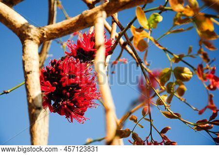 Red Flowers On The Branches Of A Tree At The San Diego Zoo