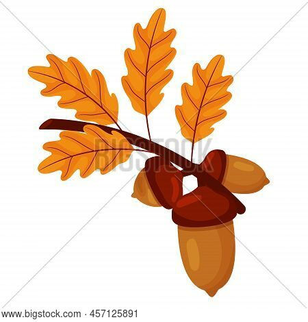 Cartoon Oak Branch In Autmn. Acorn On A Branch. Vector Element For Fall Design.
