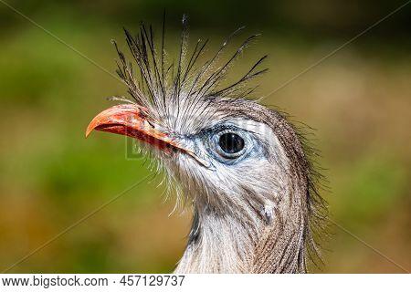 Red-legged Seriema. Bird And Birds. South American Fauna. Wildlife And Zoology. Nature And Animal Ph