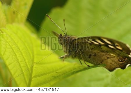 Upward Angle Closeup On A Brown Speckled Wood, Pararge Aegeria , Sitting On A Lightgreen Foliage In 
