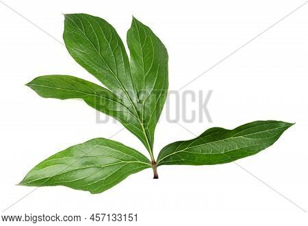 Leaf Of Peony Flower On White Background. Green Leaf Of Peonies Isolated.