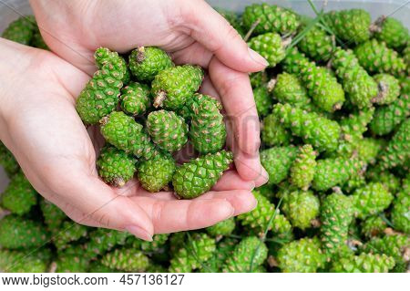 Lots Of Little Green Young Fir Spruce Cones.alternative Medicine Remedy. Preparing Freshly Collected