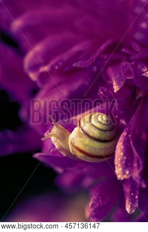 Vertical Format Of  Toned Macro Photo With Filter. Little Cute Snail With Spiral Shell Is Sitting On