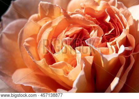 Scarlet Rose Close Up. Red Rose In A Garden. Gardening. Blooming Rose. Flowers In Garden.