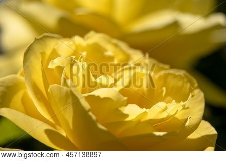 Yellow Rose Close Up. Yellow Rose In A Garden. Gardening. Blooming Rose. Flowers In Garden.