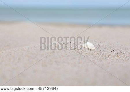 Shell Laying On The Shore Of A White Sanded Beach At Marielyst, Denmark