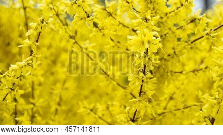 Forsythia Yellow Flowers Blooming In Spring. Blooming Forsythia Bush Close-up. Yellow Bush Blooms In
