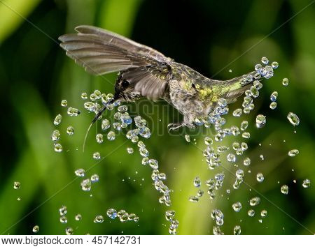 Female Anna's Hummingbird Playing And Drinking In The Water Fountain