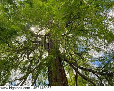 Beautiful Tall Tree With Green Leaves In Park, Low Angle View