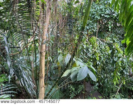 Many Different Beautiful Plants Growing In Greenhouse